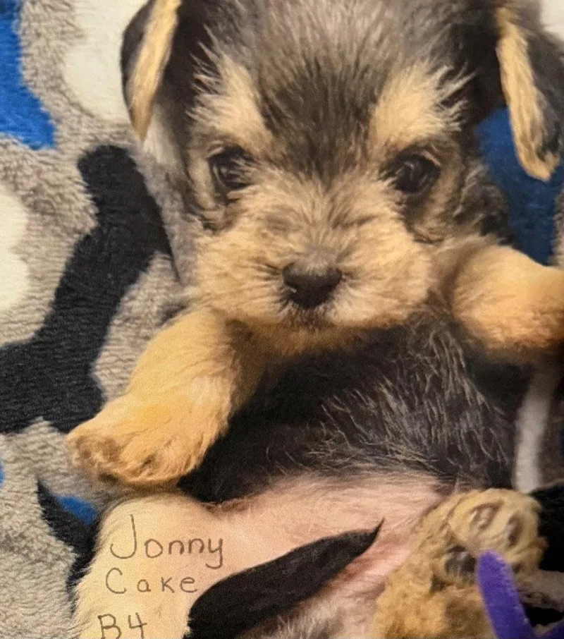 Jonnycake thumbnail 2