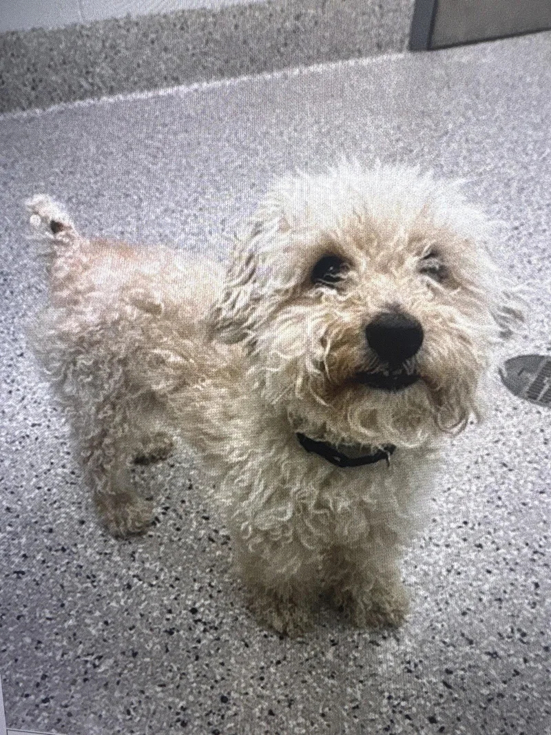 Bojangles thumbnail 2