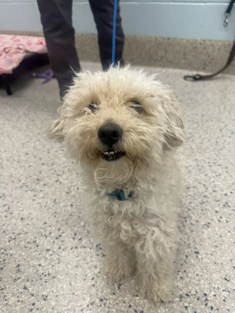 Bojangles thumbnail 3