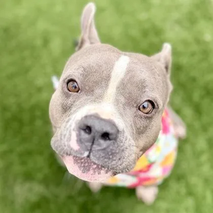 Miss Cookie thumbnail 2