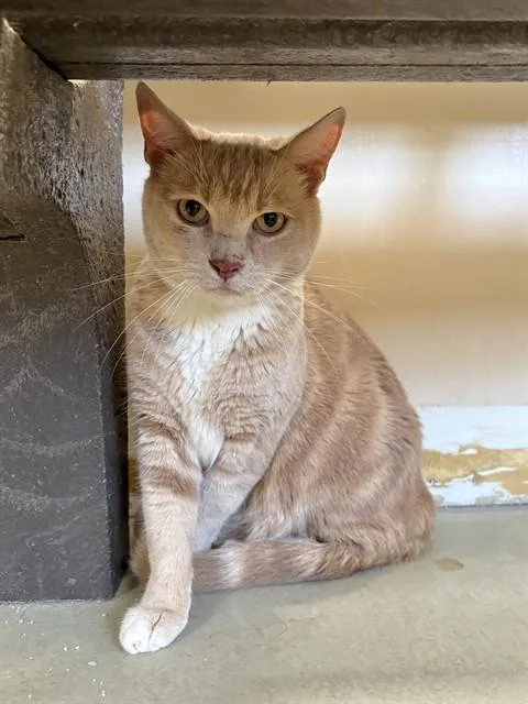 An adult large-sized male Domestic Short Hair cat named Travie for adoption in Castaic, CA