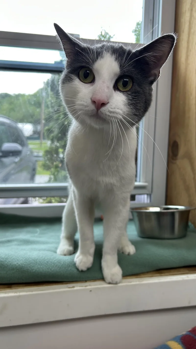 An adult medium-sized male Gray & White Domestic Short Hair cat named Tom Foolery for adoption in White Oak, PA