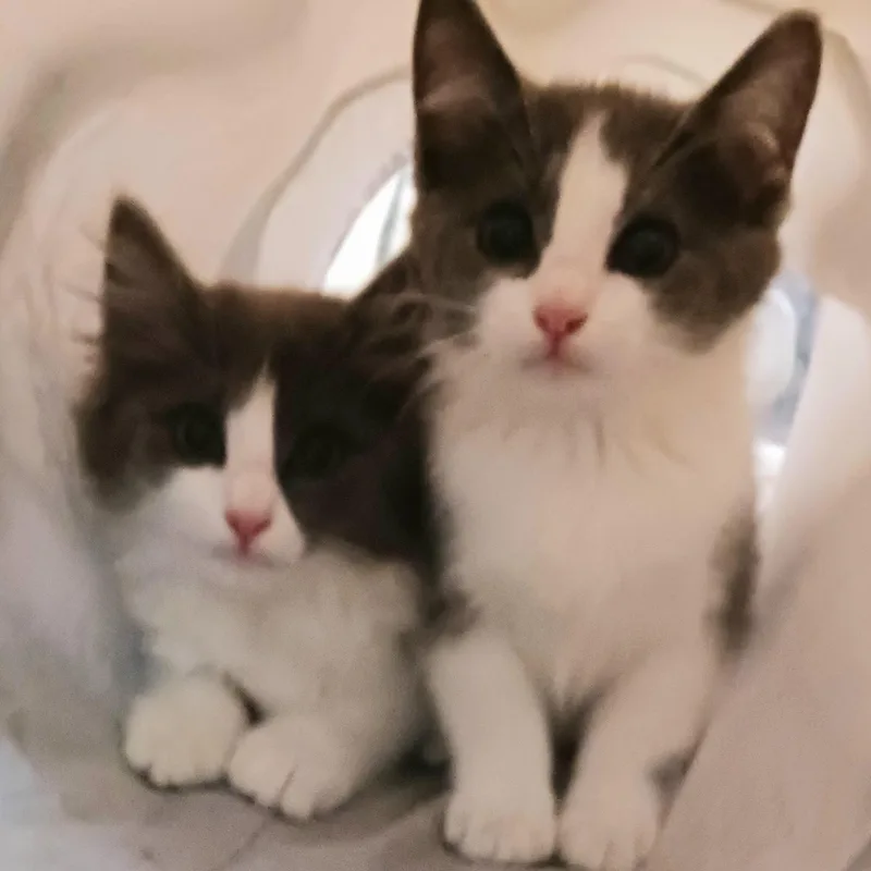 A baby medium-sized male Domestic Long Hair cat named Kendal for adoption in Saint Marys, WV