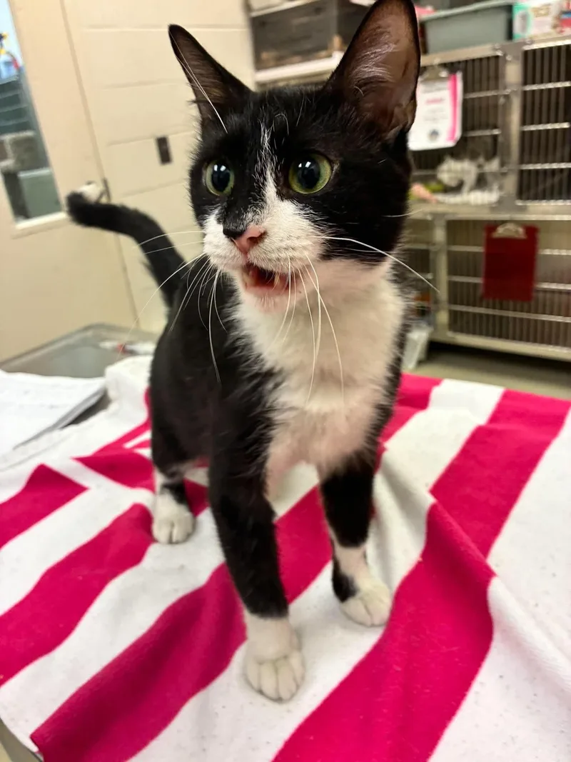 An adult medium-sized female Black & White / Tuxedo Domestic Short Hair cat named Pixie for adoption in Cicero, IL