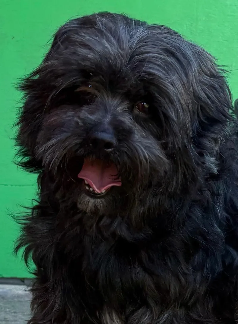 An adult small-sized male Black Miniature Poodle dog named Blackie for adoption in Norwalk, CT