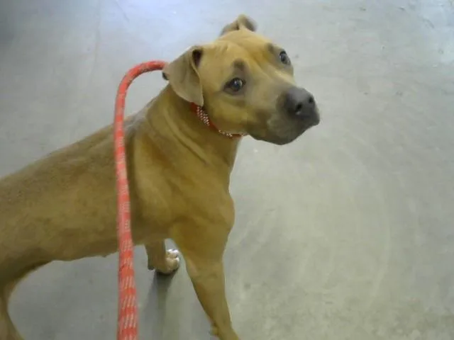 A young medium-sized female Pit Bull Terrier dog named Bright for adoption in Toledo, OH