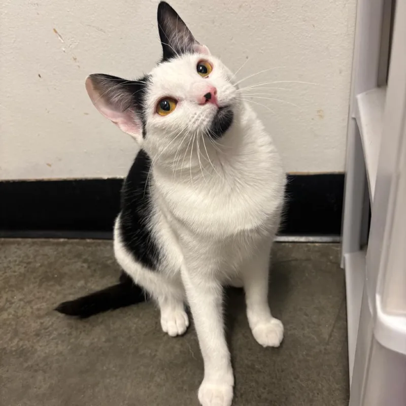 A young small-sized female Black Domestic Short Hair cat named Tulip for adoption in Hemet, CA