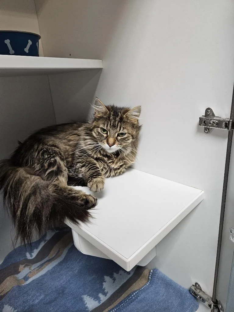 A young medium-sized female Domestic Medium Hair cat named Penny for adoption in Huntington, IN