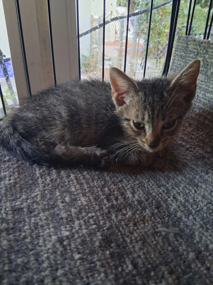A baby small-sized male Brown / Chocolate Domestic Short Hair cat named Hayden for adoption in Hudson, NH