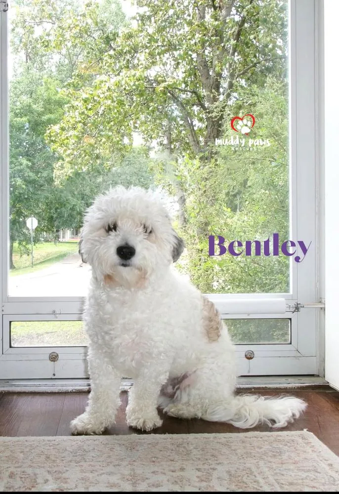An adult medium-sized male Lhasa Apso dog named Bentley for adoption in Council Bluffs, IA