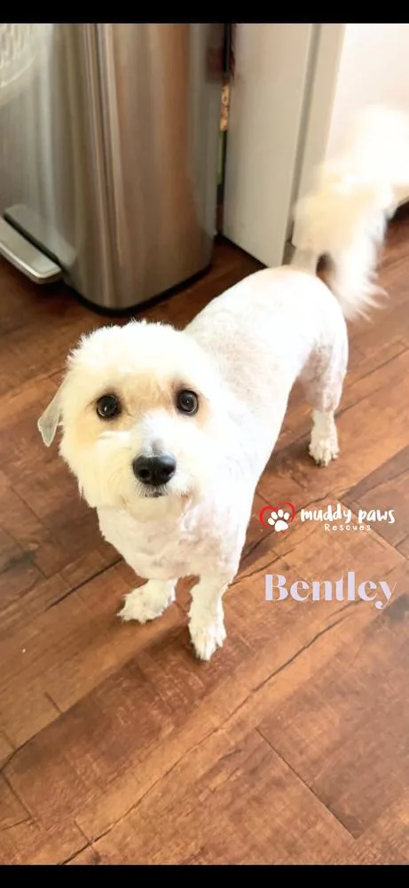 Bentley thumbnail 2
