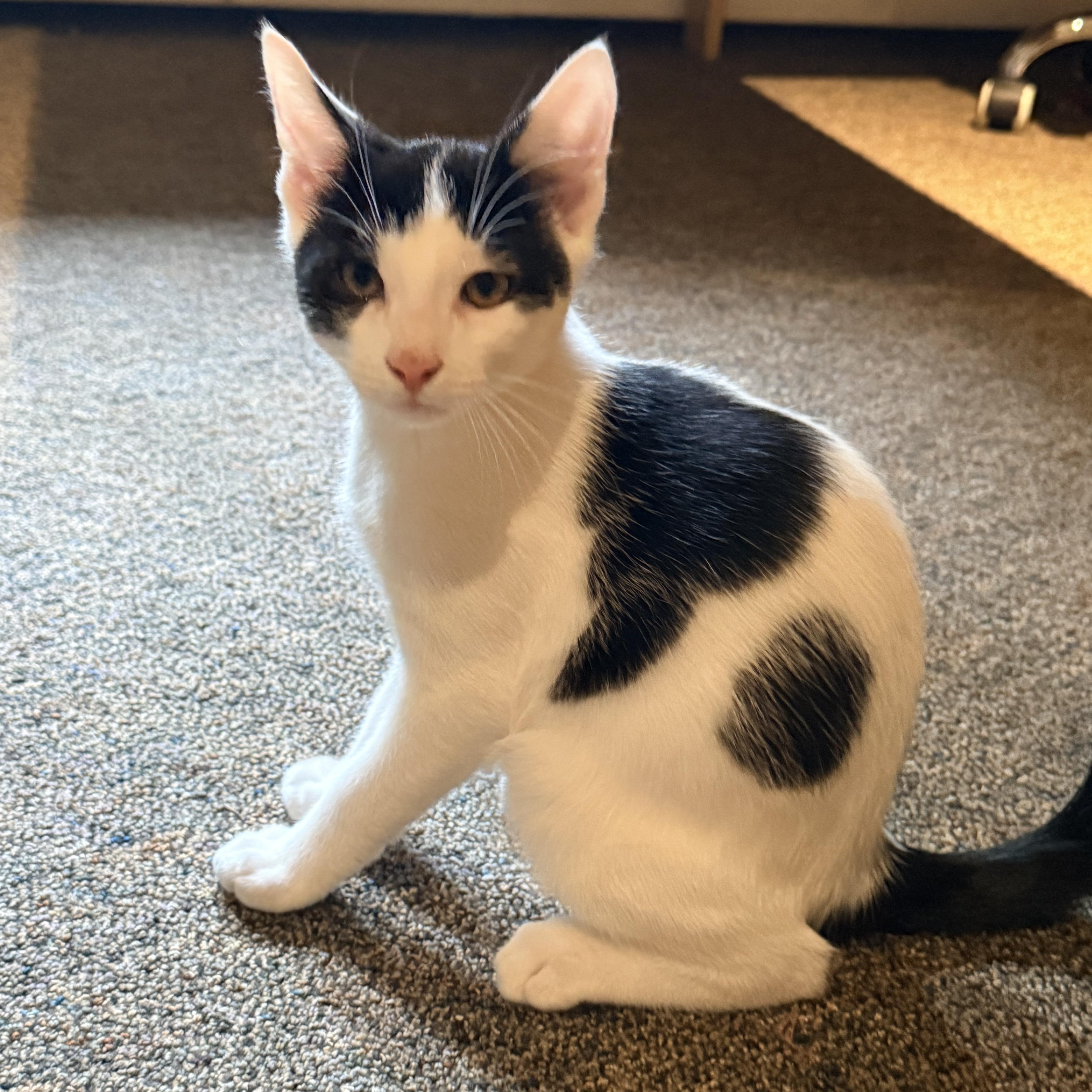 A baby small-sized male Black & White / Tuxedo Domestic Short Hair cat named Farquaad for adoption in East Greenwich, RI