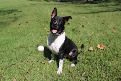 An adult large-sized male Pit Bull Terrier dog named Zeus for adoption in Kansas City, MO