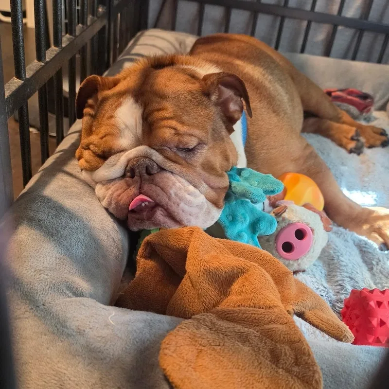A young medium-sized male Bulldog dog named Samwise for adoption in Plano, TX