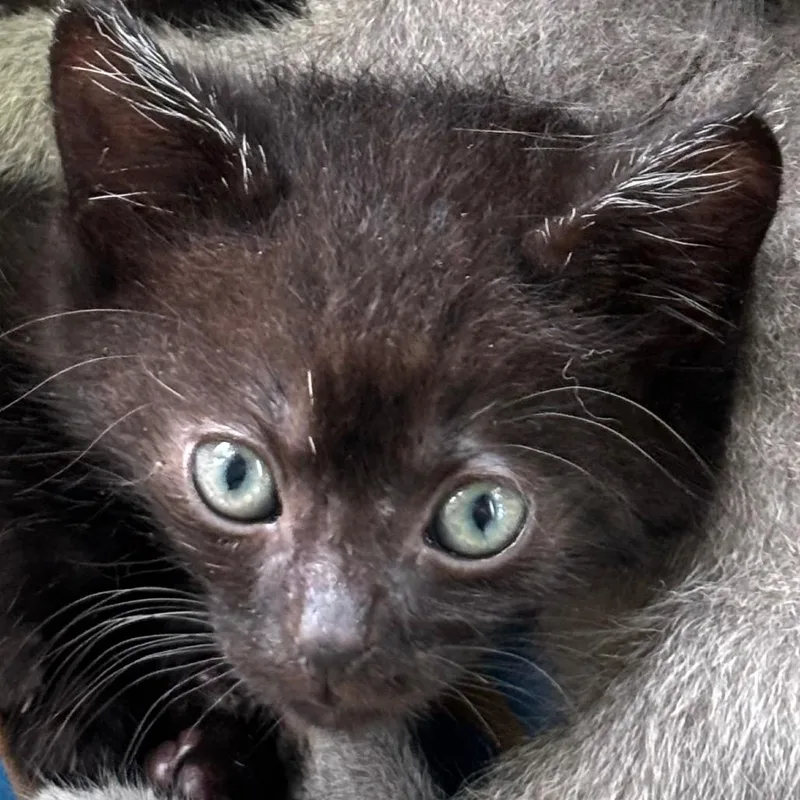A baby small-sized male Black Domestic Short Hair cat named Skyler for adoption in Volcano, HI
