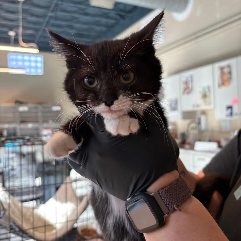 A baby small-sized female Black Domestic Short Hair cat named Lampent for adoption in Huntington, WV