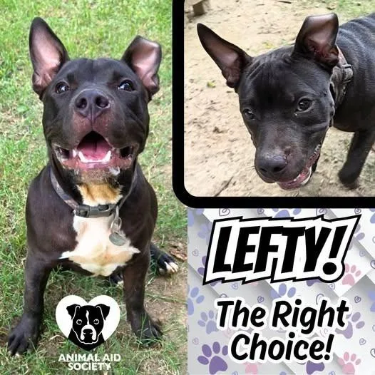 A baby medium-sized male Mixed Breed dog named Lefty for adoption in Hampton, VA