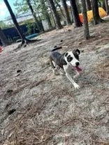 A young medium-sized female Brindle Mixed Breed dog named Ashanti for adoption in Georgetown, SC