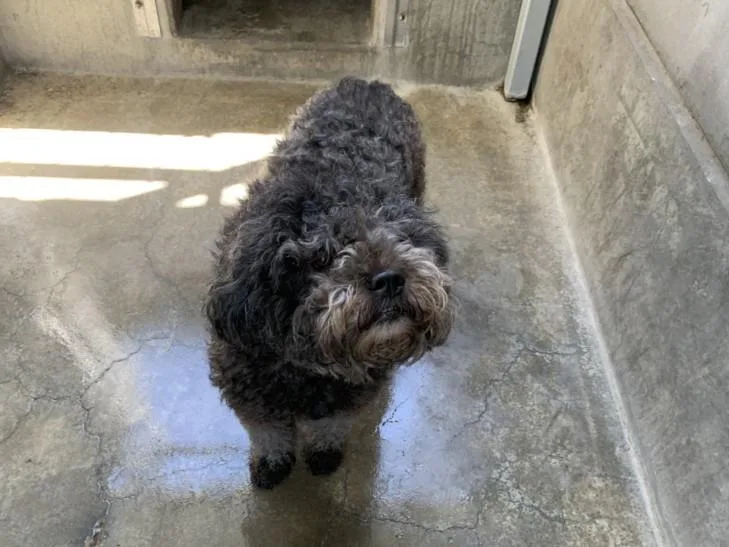 A young medium-sized female Terrier dog named Molly for adoption in San Pedro, CA