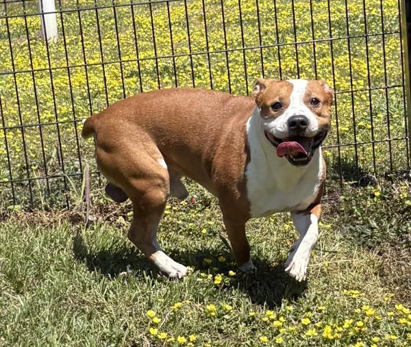 An adult medium-sized male Pit Bull Terrier dog named Bentley for adoption in Virginia Beach, VA