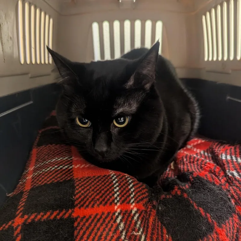 An adult medium-sized male Black Domestic Short Hair cat named Shadow for adoption in Charlottesville, VA