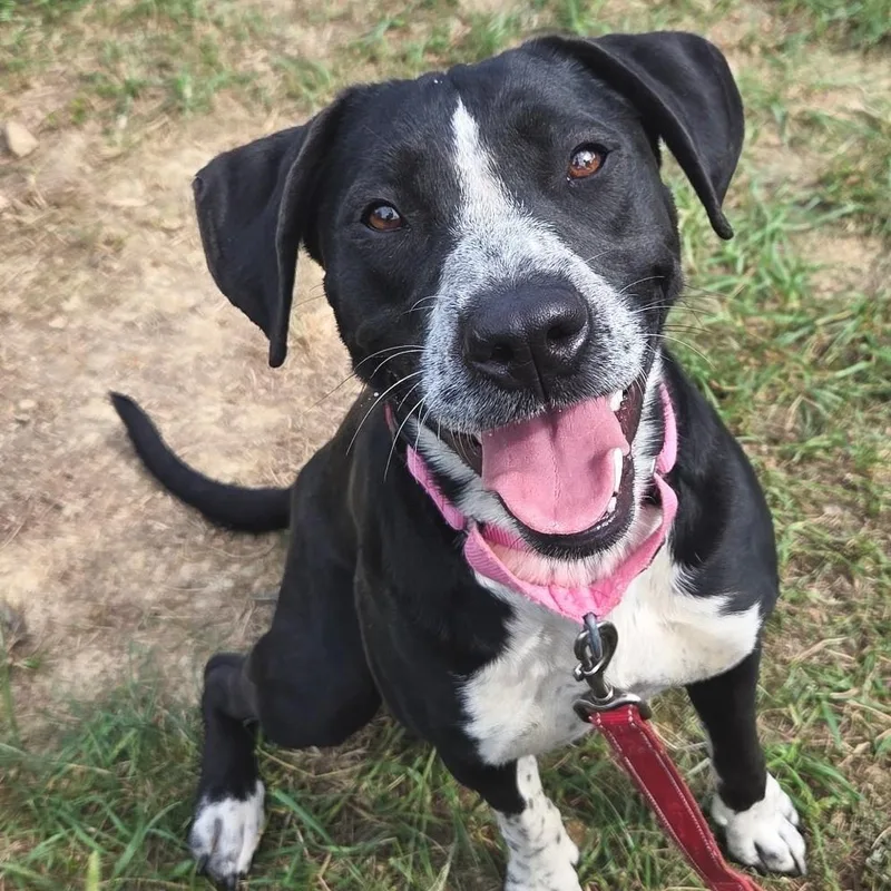 An adult medium-sized female Black Labrador Retriever dog named Fable for adoption in Shepherdsville, KY