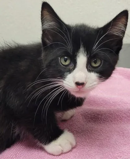 A baby small-sized male Domestic Short Hair cat named Puffin for adoption in Eugene, OR
