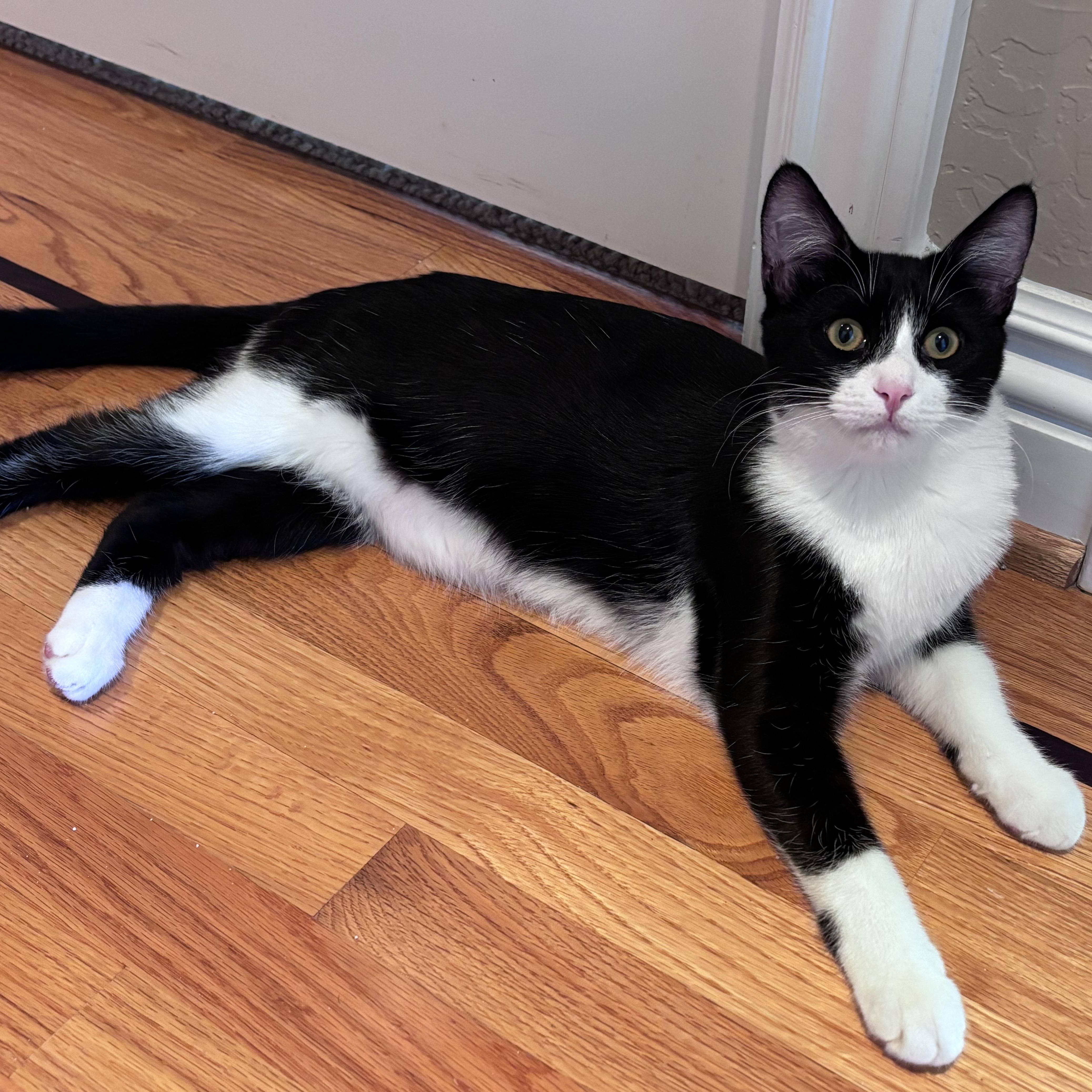 A baby medium-sized female Black & White / Tuxedo Domestic Short Hair cat named Frisco for adoption in Los Gatos, CA