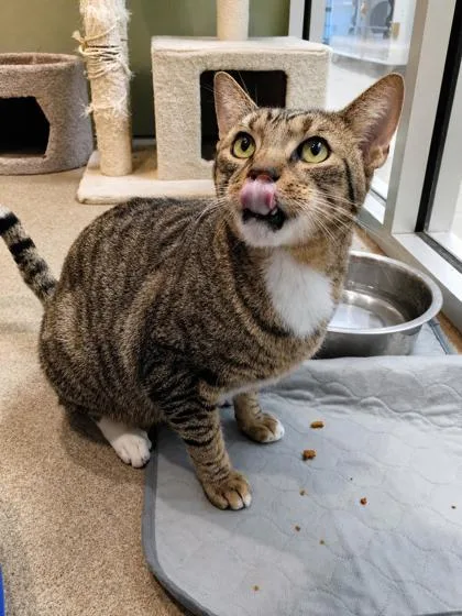 An adult small-sized male Domestic Short Hair cat named Brady for adoption in Palm Coast, FL