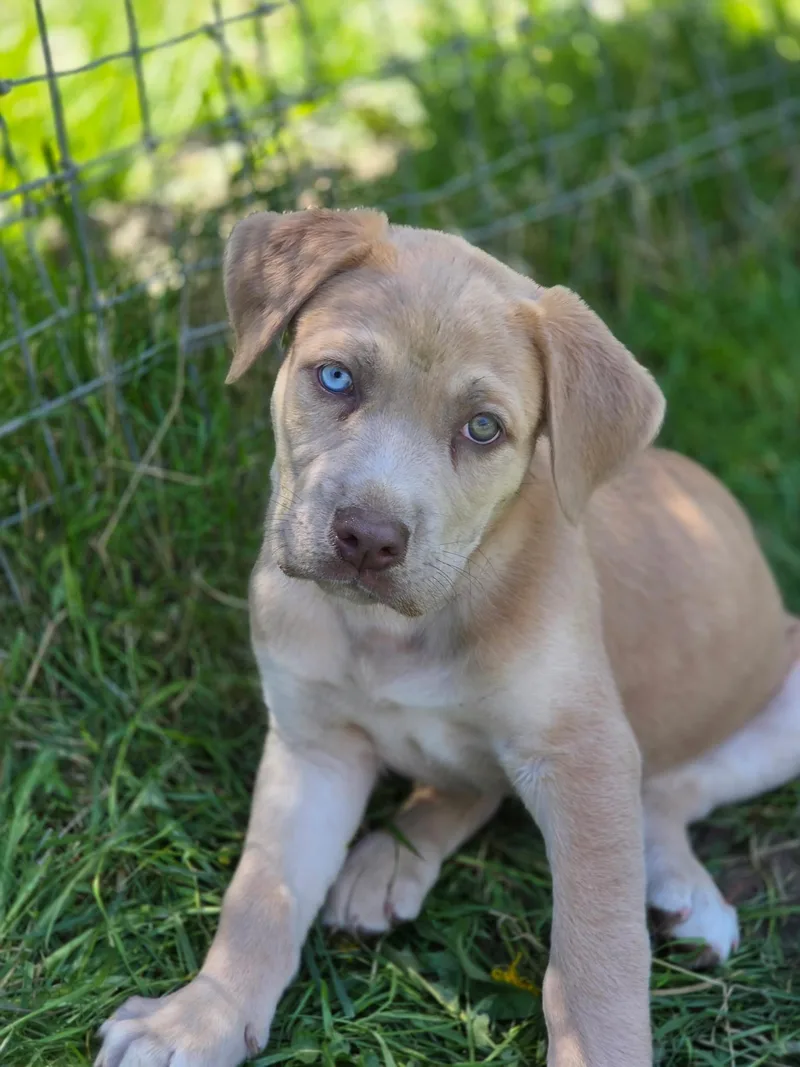 A baby large-sized male Labrador Retriever dog named Joey for adoption in Port Angeles, WA