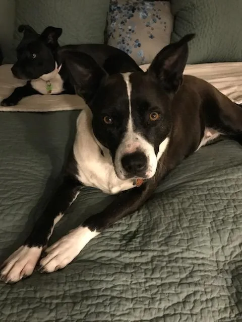 Frenchie thumbnail 2