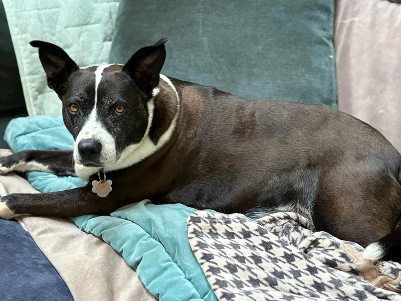 Frenchie thumbnail 3