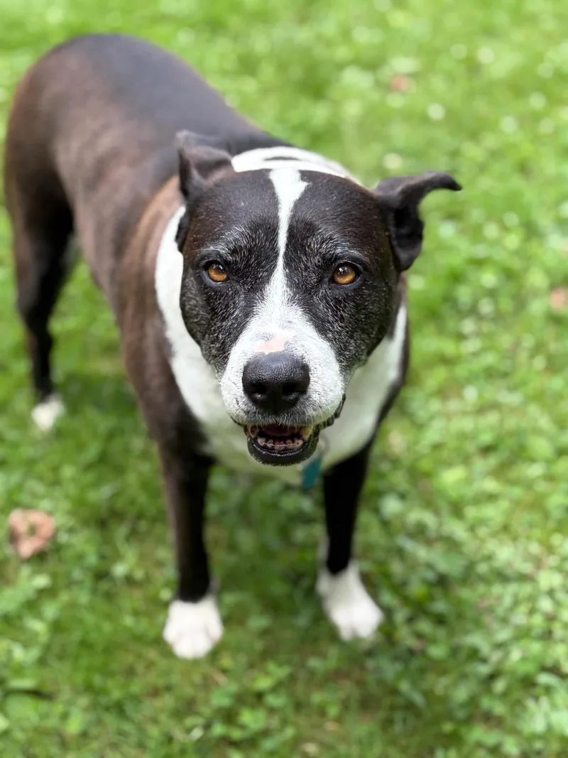 Frenchie thumbnail 5