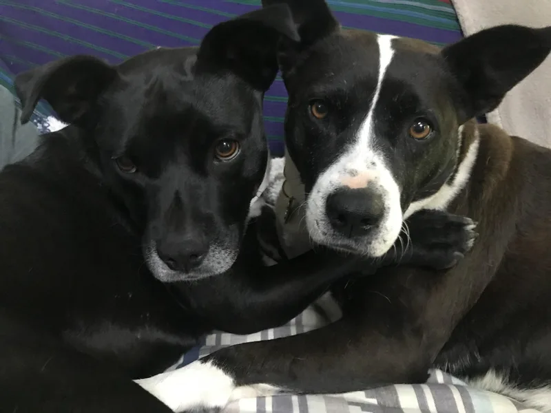 Frenchie thumbnail 6