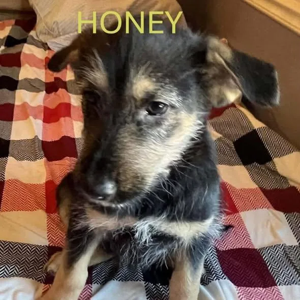 Honey Sassy's pup