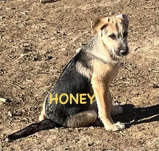 Honey  Sassy's pup thumbnail 2