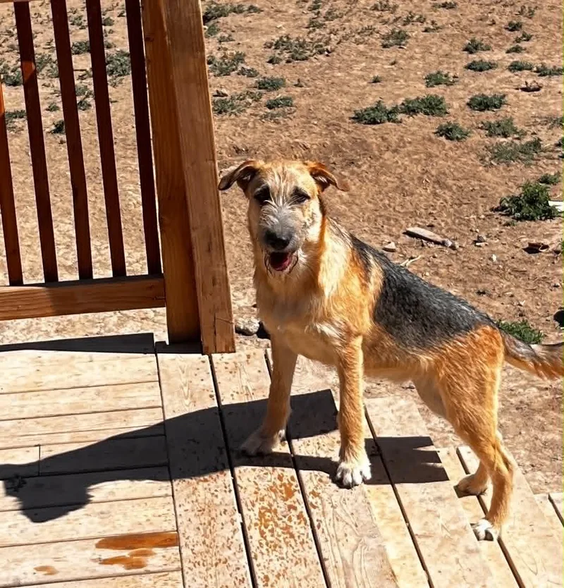 Honey  Sassy's pup thumbnail 3