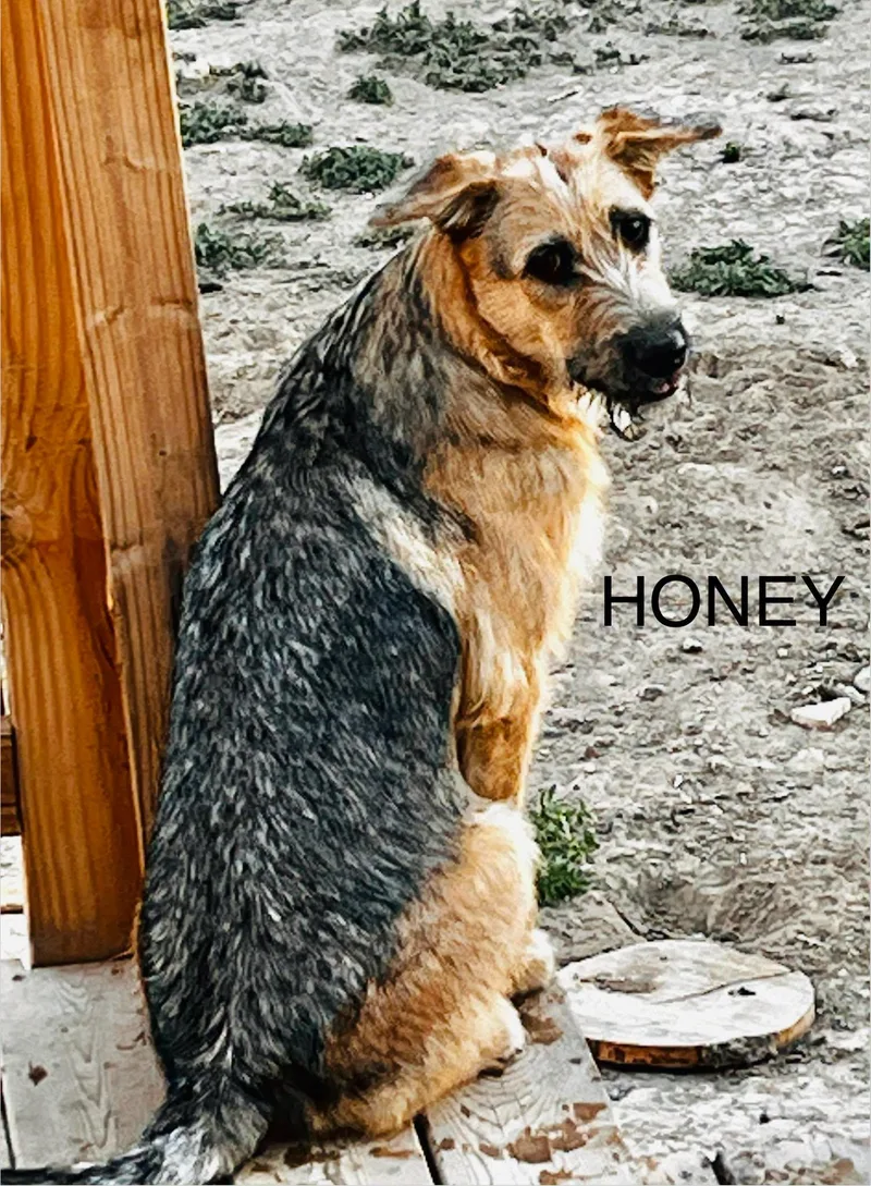 Honey  Sassy's pup thumbnail 4