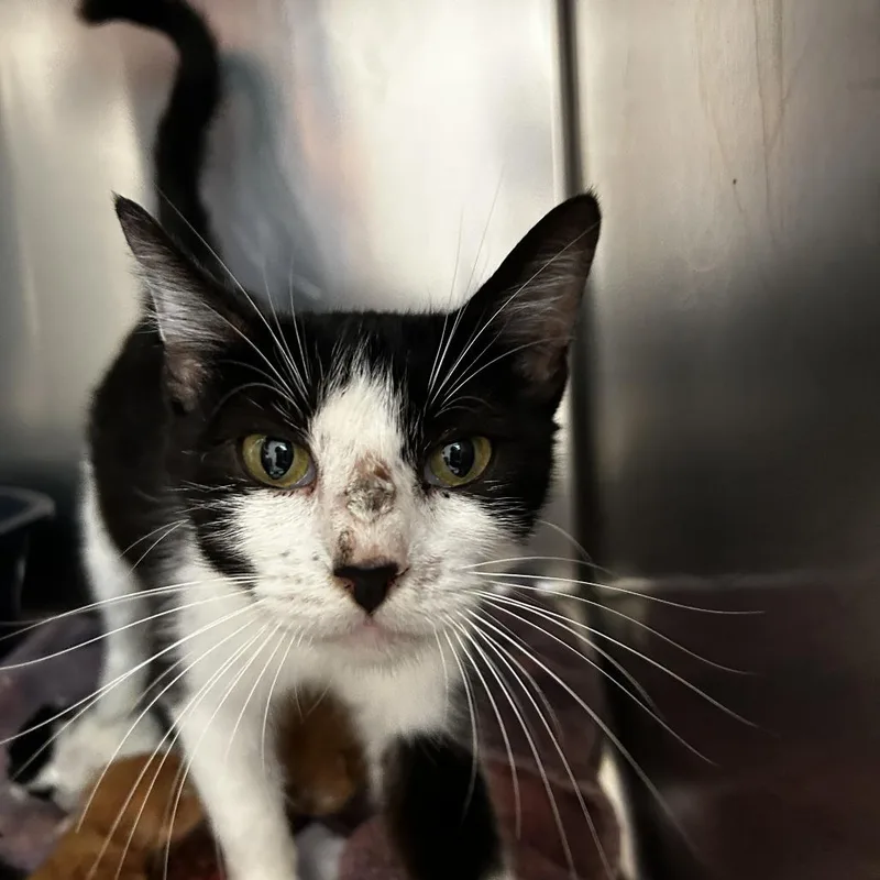 An adult medium-sized female Black Domestic Short Hair cat named Violet for adoption in Leander, TX