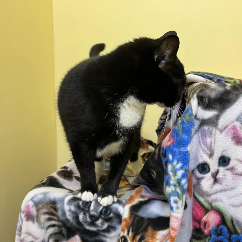 Pepper thumbnail 3