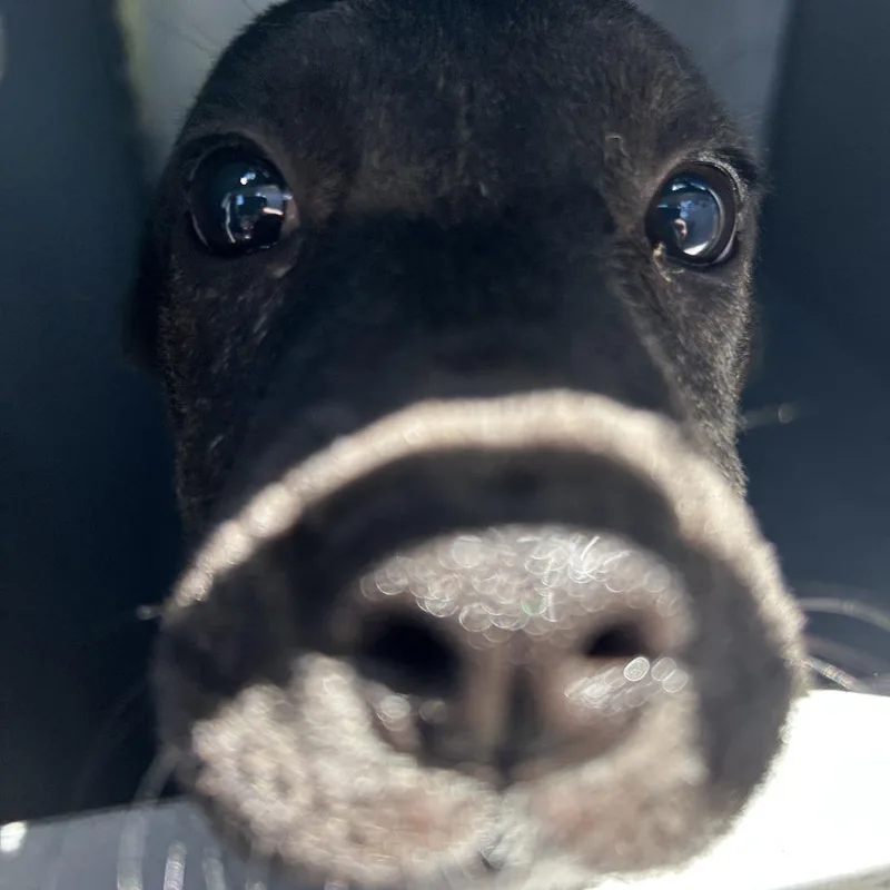 A baby small-sized female Black Mixed Breed dog named Maine for adoption in Greensboro, NC
