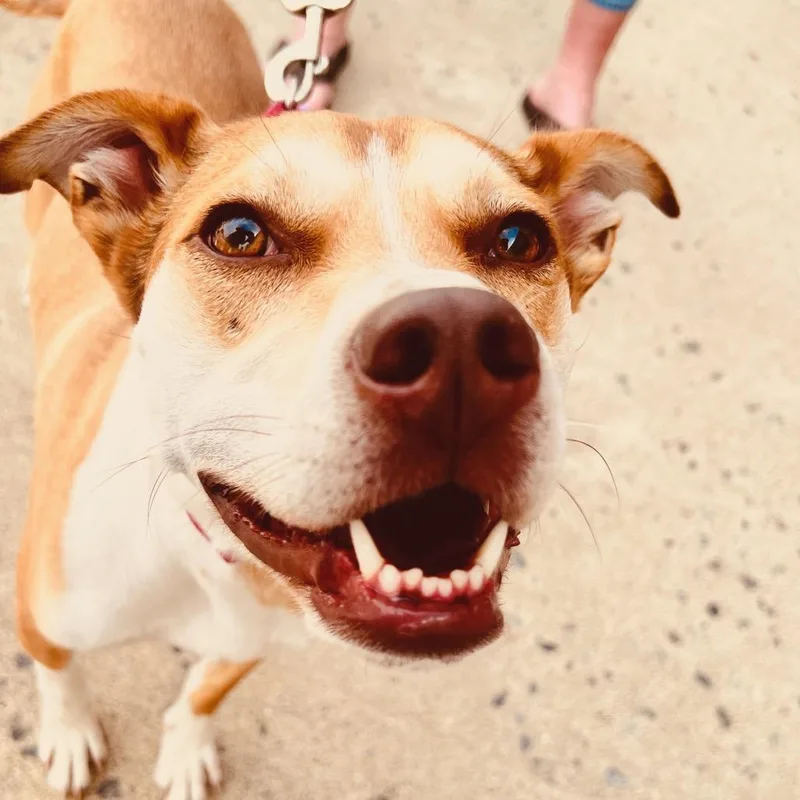 An adult medium-sized female Yellow / Tan / Blond / Fawn Mixed Breed dog named Bettina for adoption in Fredericksburg, VA