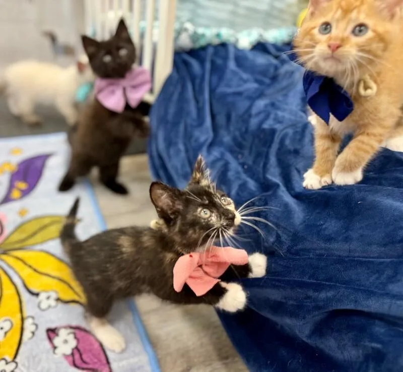 A baby medium-sized female Calico cat named Mori Meowsers for adoption in Friendswood, TX