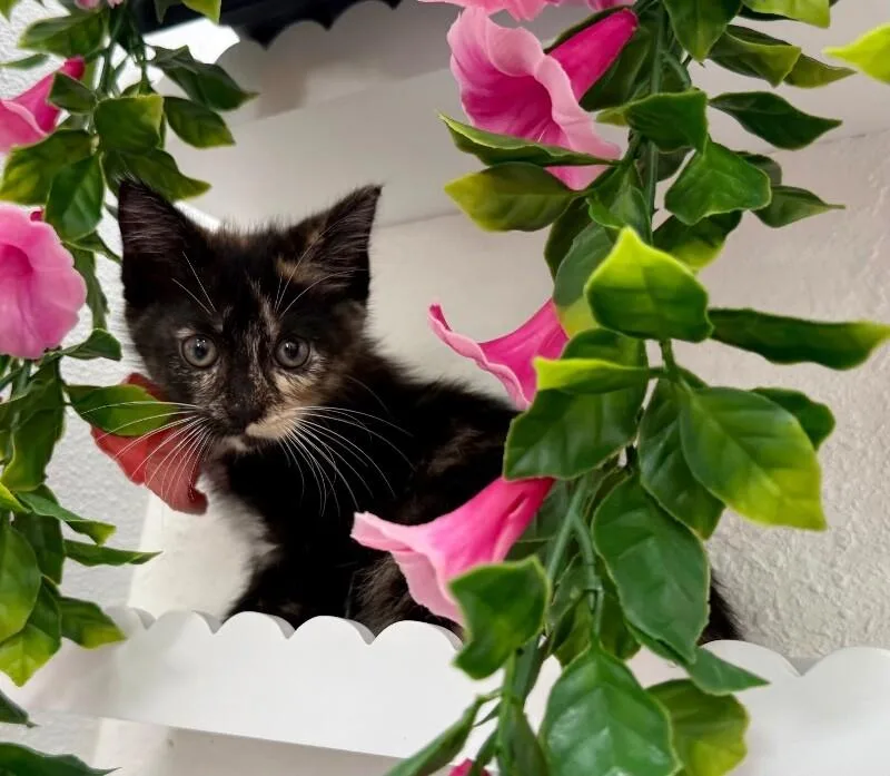 Mori Meowsers thumbnail 2
