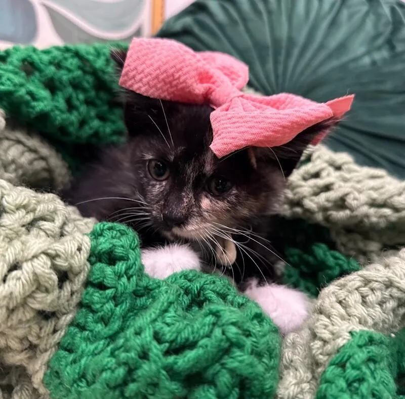 Mori Meowsers thumbnail 3