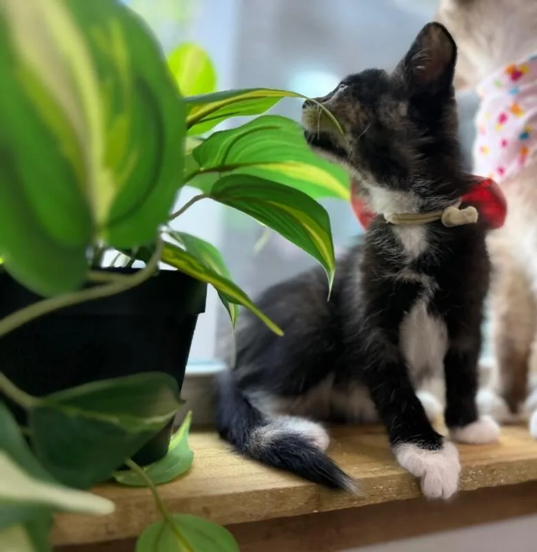 Mori Meowsers thumbnail 4