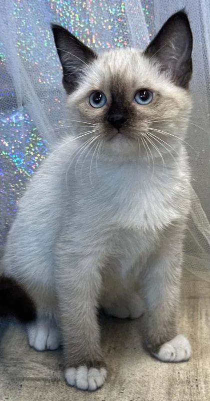 An adult small-sized female Siamese cat named Pumpkin Spice for adoption in Shreveport, LA