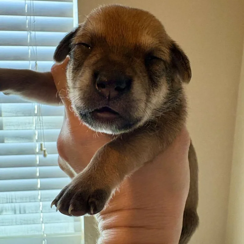 Opie D thumbnail 3
