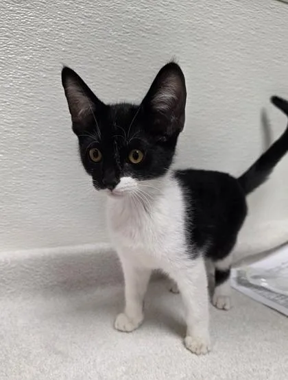 A young small-sized male Domestic Short Hair cat named Turbo for adoption in Phoenix, AZ