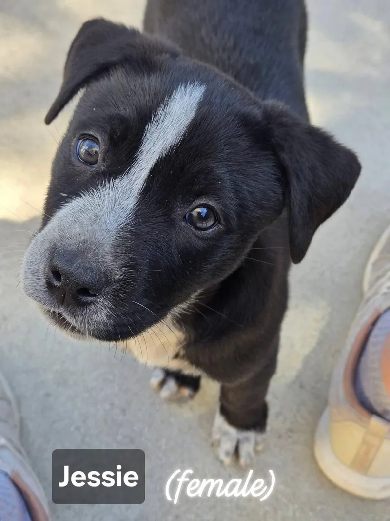 A young medium-sized female Black Mixed Breed dog named Jessie for adoption in Cape Coral, FL